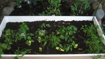 garden14